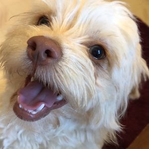 Meet your Posher, Cemosy